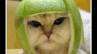 esseyer  de ne pas rire     try not to laght