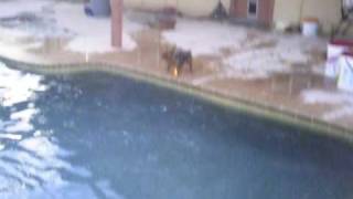 Non-swimming Dog