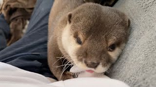 カワウソさくら なんかねじれてるカワウソ Somehow twisted otter