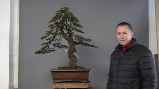 Picea abies