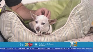 Pets2Love: Trixie