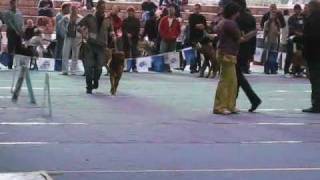 Бордоский дог на ринге
