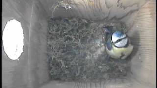 Blue Tits Nesting 1