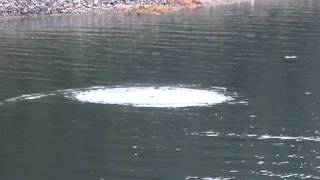 Juvenile whales. Брачные игры китов. Icy Strait, Alaska.
