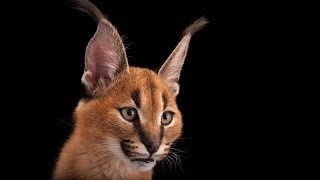 Beautiful photos of animals facing extinction | Joel Sartore | TEDxMidwest