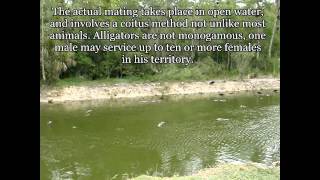 Love is in the Air! Sights & Sounds of Alligator Mating Season at Big Cypress