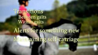 40 Fundamentals of English Riding - Half Halt