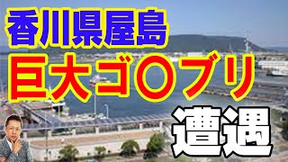 【お便り】香川県屋島で４ｍの巨大ゴキブリに遭遇　ATL4th16