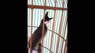 Vua bò cạp thay lông ché um sùm clip 2