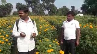 Vestige Agri result