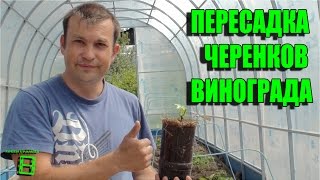 Пересадка черенков винограда (продолжение истории с верхушками саженцев) #Виноград