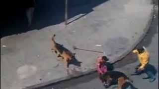 Two german shepherd attacking people in Morocco