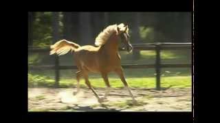 Avalon Jaipur (SH Black Arabians)