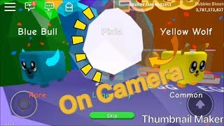 I got the pixie pet on camera ( Roblox bubble gum simulator )