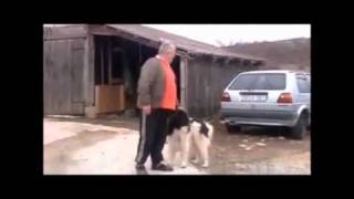 LOST SHEPHERD DOG IN BULGARIA