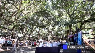 [하와이 관광 & 여행] 마우이 일일관광 Maui One day tour
