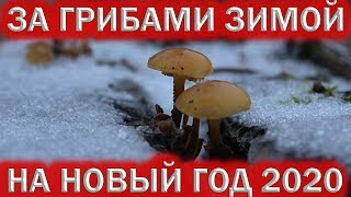 СОБИРАЮ ГРИБЫ ЗИМОЙ?НА НОВЫЙ ГОД 2020 В ПОДМОСКОВЬЕ. ОПЯТА, ДРОЖАЛКА ОРАНЖЕВАЯ, ЭКСИДИЯ ЖЕЛЕЗИСТАЯ
