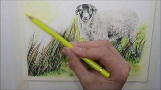 SHEEP DRAWING IN COLOUR PENCIL | TIME LAPSE VIDEO | GEMMA DUFFIELD