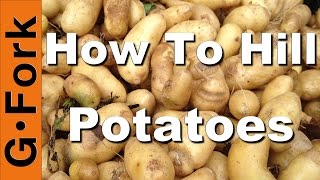 How to Hill Potatoes #2 - GardenFork