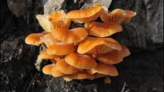 грибы в лесу-зимние опята-flammulina4