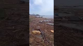 ️Одесситы спасли собаку, которая проплыла на доске 140 км из Херсона