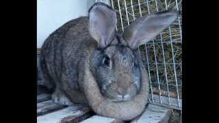 Домашние кролики / Rabbits