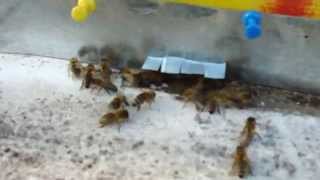 107. Bagam pungi cu sirop si fum cu varachet