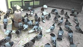 DSCN0544.avi  PIGEONS VOUTA GREEK GENUINE FROM VOLO