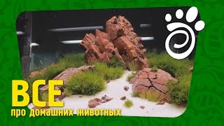 Ивагуми И Риобоку - Стили Оформления Аквариумов (Часть Вторая). Все О Домашних Животных