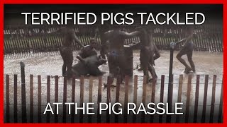 Pig Rassle | Terrified Pigs Tackled on Video
