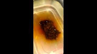 Stick mix - expansion test liquid carpfishing
