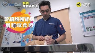 【寵物新療法】幹細胞醫腎病 增貓咪食慾