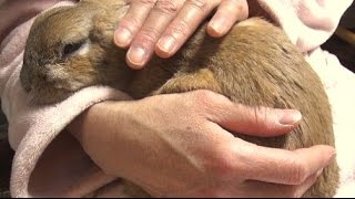寝る前、急に甘えん坊になるウサギ (チャップ・ダンダンウー)  Spoof rabbit.