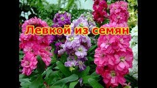 Выращиваем левкой из семян