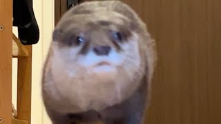 カワウソと猫が気配を察知して帰宅したママを迎えに行く！ otter and cat sense a presence and go to get mom when she gets home!