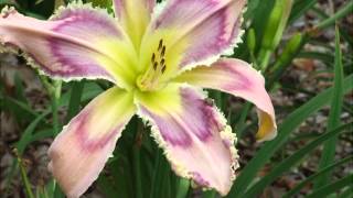 Daylilies in my Garden- July 12, 2013