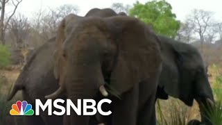 President Donald Trump Ends Ban On Importing Heads Of Hunted Elephants | The 11th Hour | MSNBC
