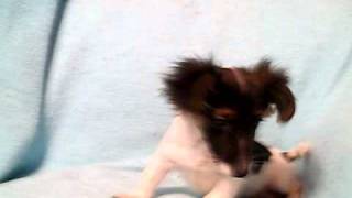 Purebred Jack Russell Terrier male puppy