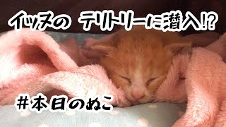 イッヌのテリトリーに潜入⁉＃本日のぬこ②