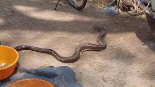Eel Caught in Chinese Fishing Nets in Fort Cochin India