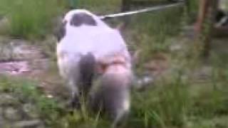 sex cat