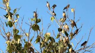 ROSY PASTORS/STARLING