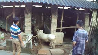 Most best breeding pigs | Animals mating