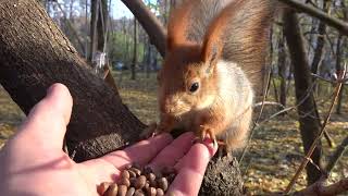 Немного про Того Самого бельчонка / A little bit about That squirrel