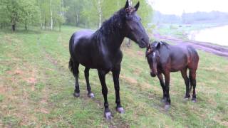 Вкопанная лошадь.НОВОСИБИРСК.The driven horse. NOVOSIBIRSK