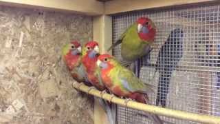 Пенантовая розелла, красная розелла (Platycercus elegans) продажа оптом.