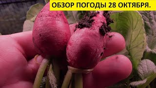 У НАС ХОЛОДНО! А ОГОРОД НА ОКНЕ ДАЕТ УРОЖАЙ! 