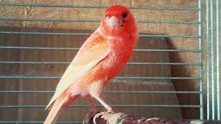 Красные Канарейки.Красавчик Поет! Пение Кенара.Разведение.Canary Singing