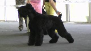 Black Russian terrier