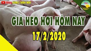 Giá heo hơi ngày hôm nay 17/2/2020 | Giá lợn hơi miền nam giảm nhẹ | Tin tức 24h Nhà nông